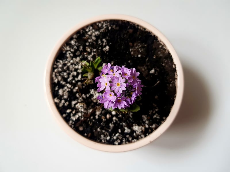 Recycled Planters